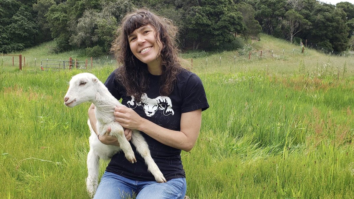 lamb