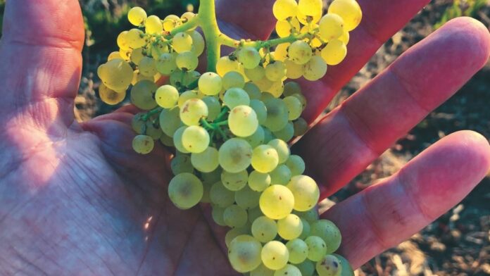 The Interesting History of Birichinoโs 2019 Chardonnay Santa Cruz Mountains Grapes birichino-grapes