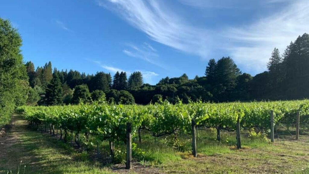 local-wineries