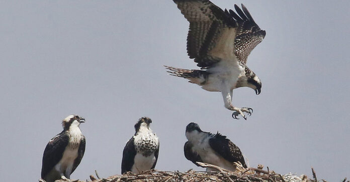 Monterey Bay Birding Festival Canceled Again birding-festival