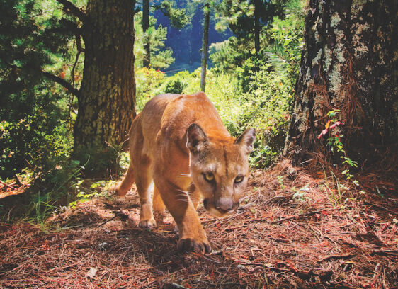 Land Trust Raises $21 Million