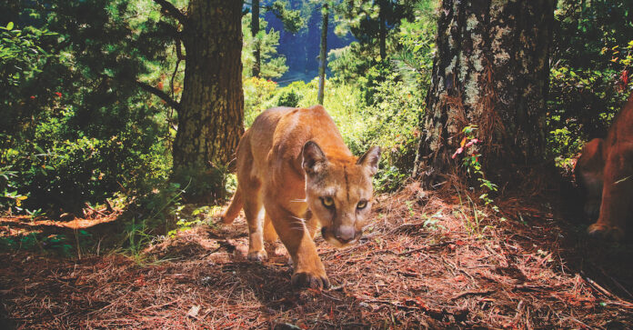 How the Hush of Pandemic Lockdown Changed Wildlife Behavior