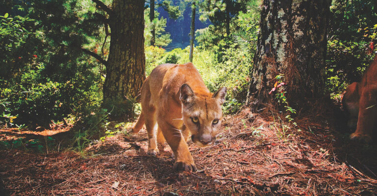 How the Hush of Pandemic Lockdown Changed Wildlife Behavior