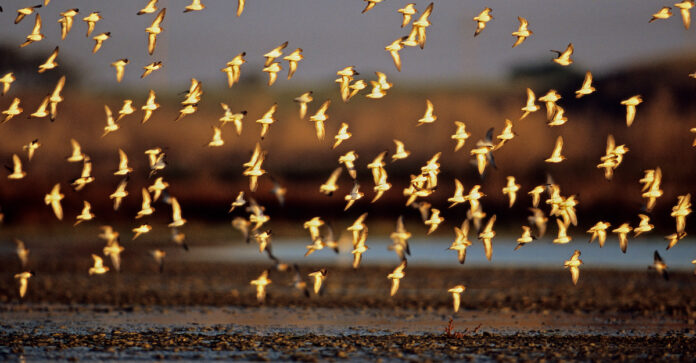 Elkhorn Slough Foundation Acquires 34-acre Wetlands elkhorn-slough-wetlands