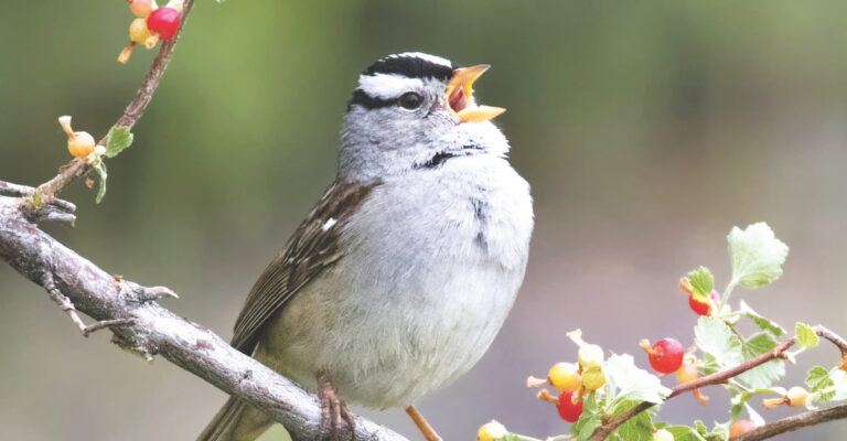 Opinion: Is Nature Really Healing?