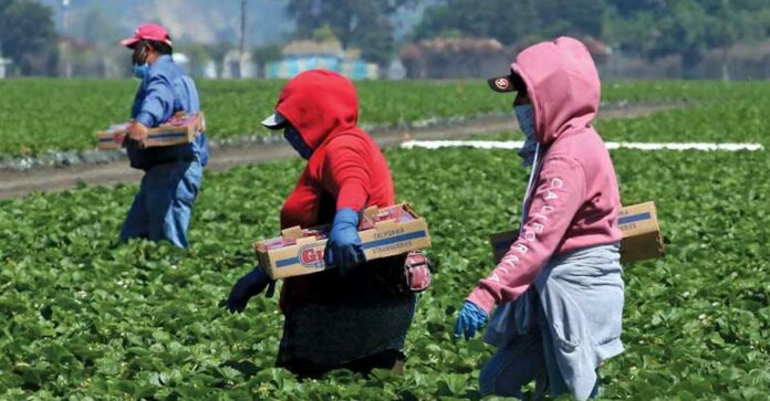 Strawberry Commission Reports Healthy Fruit, High Demand strawberry-workers