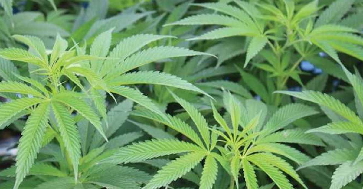 watsonville-dispensaries