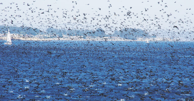 Why Santa Cruz County is a Mecca for Bird Watchers