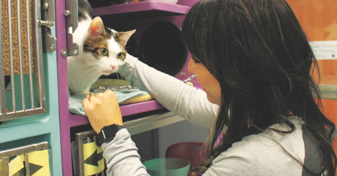 Santa Cruz County Animal Shelterโs Expansion Finally Breaks Ground santa-cruz-animal-shelter