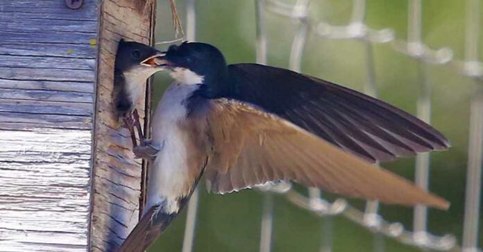 Organization Aims to Integrate Beneficial Songbirds on Farms tree-swallow