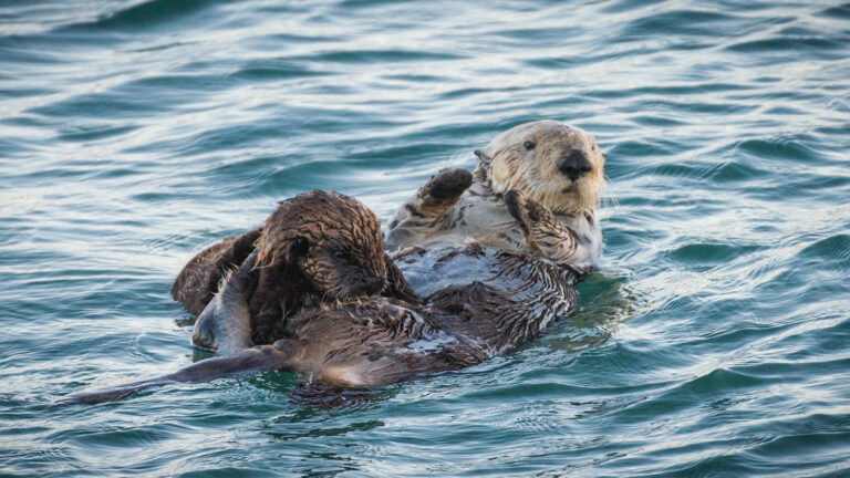 Learn All Things Sea Otter at Santa Cruz Museum of Natural History ‘Pup-up’