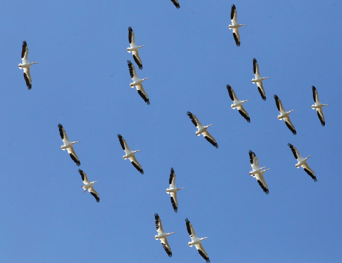 Monterey Bay Birding Festival Folds