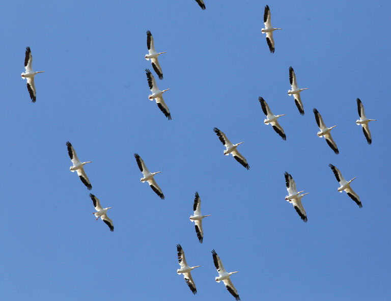 Monterey Bay Birding Festival Folds