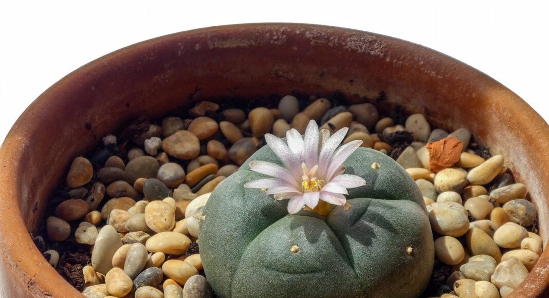 peyote