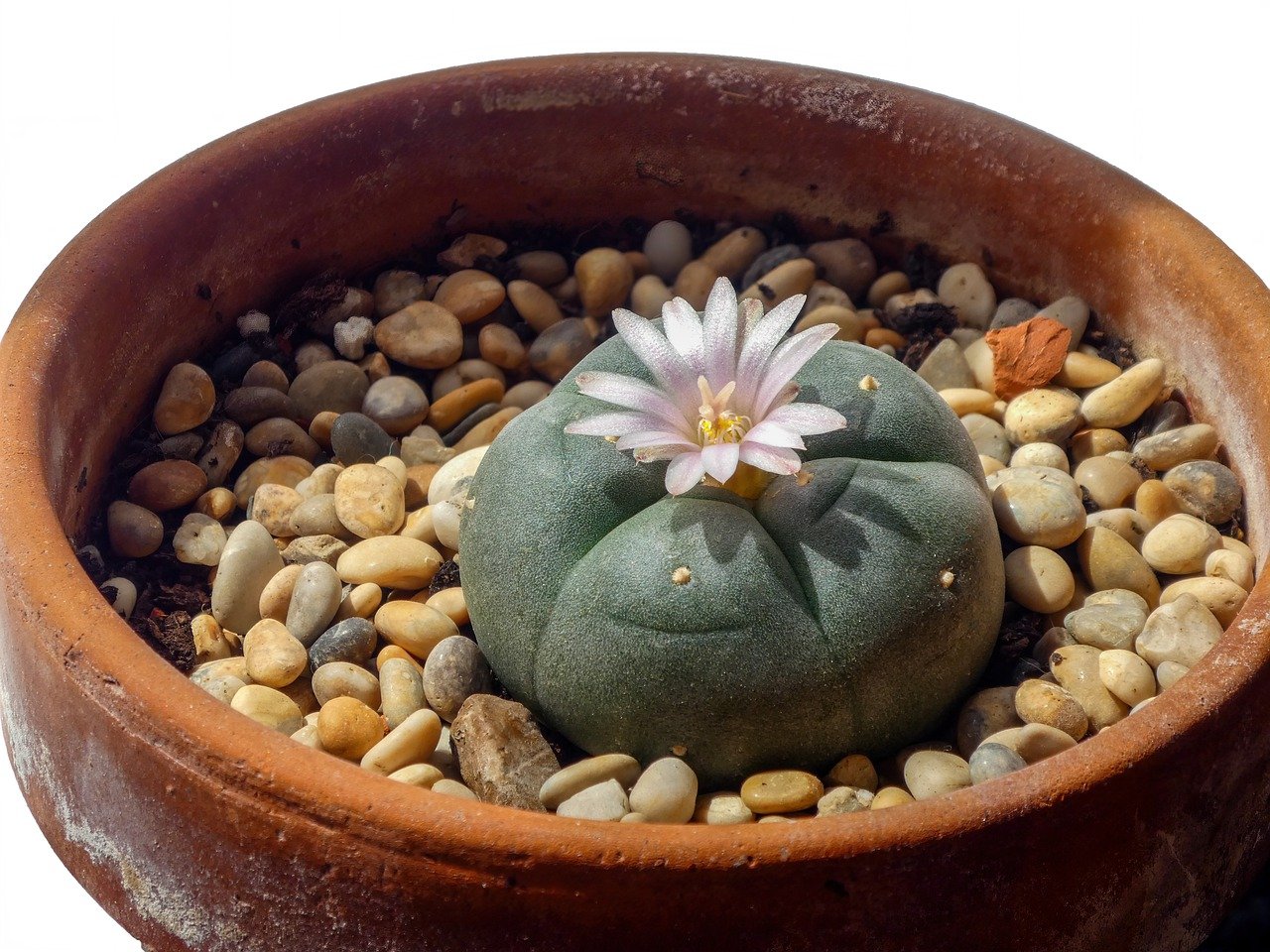 peyote