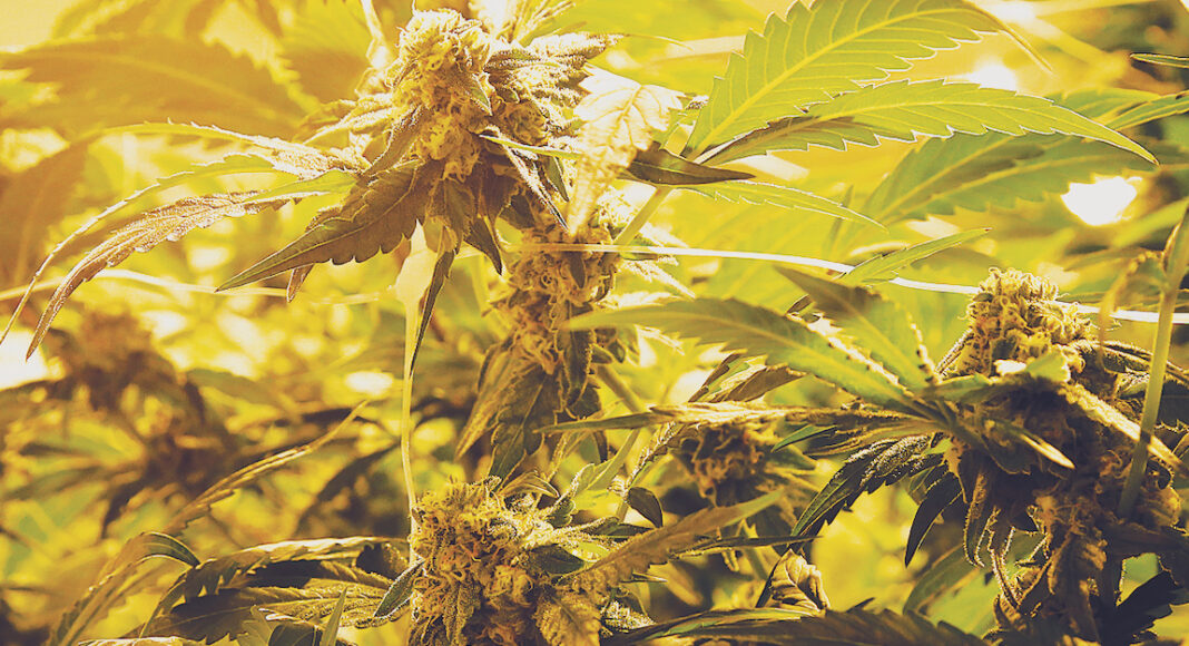 measure-a-cannabis-childrens-programs