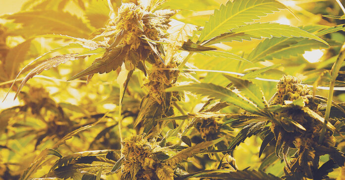 What Measure A Could Mean for the Local Cannabis Industry and Funding for Children’s Programs measure-a-cannabis-childrens-programs