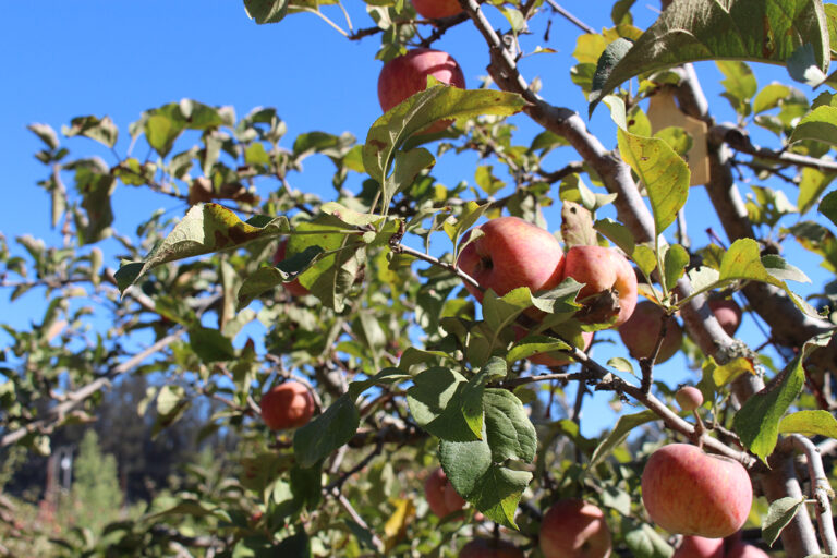 Open Farm Tours to Return this Weekend
