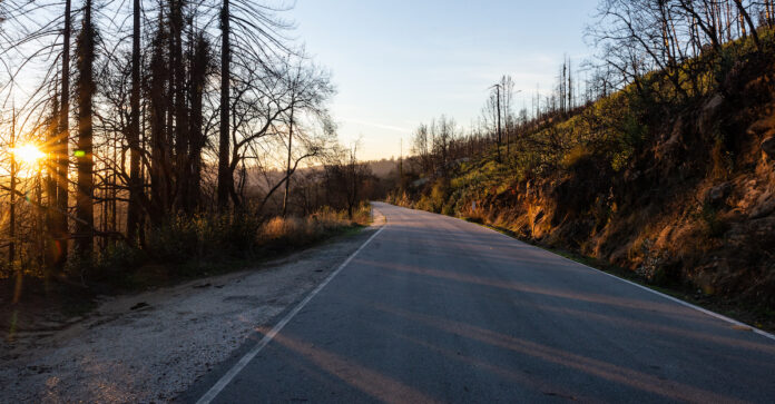 Big Basin Recovery Spurs a Rethinking of Forest Futures