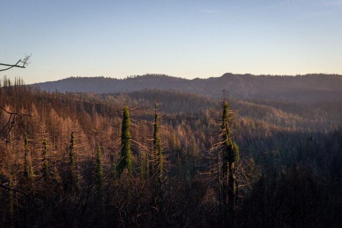 IN PHOTOS: More From Big Basin