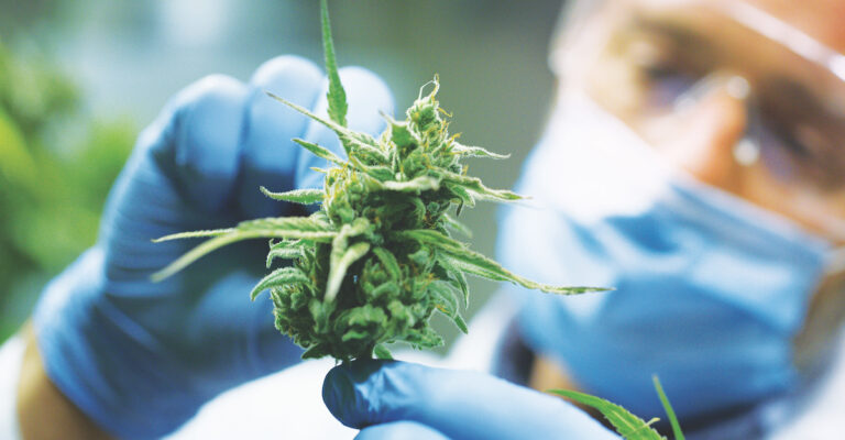 Cannabis Industry’s Battle Against Racial and Gender Disparities