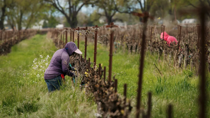 Thousands of Farmworkers Will Get Pay Raises Thanks to a Lawsuit
