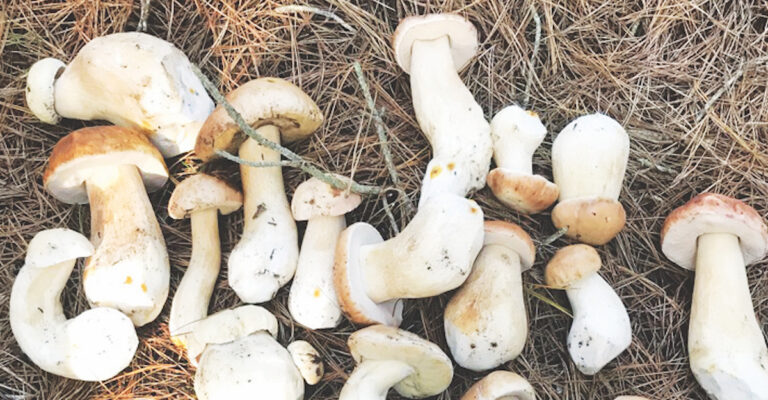 Mushroom Season Kicks Off In Santa Cruz