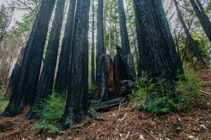 Sempervirens Fund Completes a Tall Order