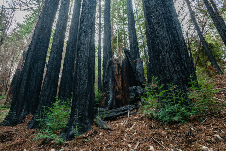 Sempervirens Fund Completes a Tall Order