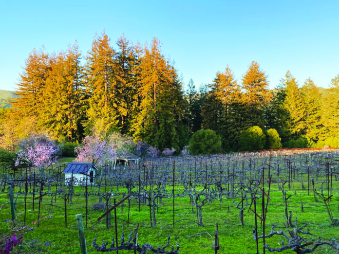 Wrights Station Vineyard and Winery 2018 Zin Erupts with Raspberry, Blueberry and Plum Flavors