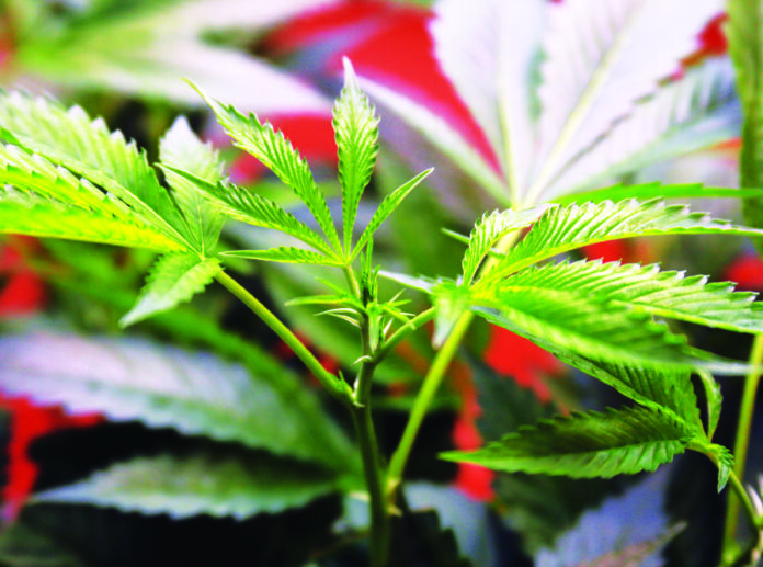 Tax Hikes Continue to Hit the Cannabis Industry Hard