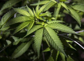 House Votes to Decriminalize Cannabis