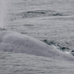 Image for display with article titled Tracking the Sounds of Blue Whales