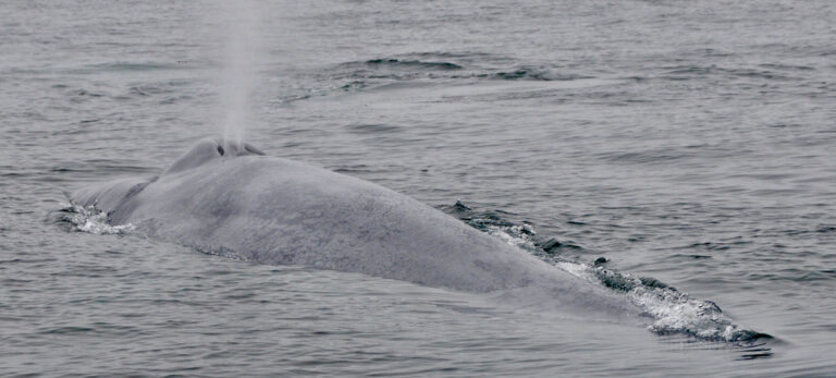 Tracking the Sounds of Blue Whales