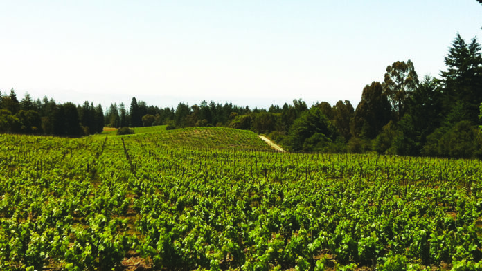 Beauregard Vineyardsโ 2016 Zinfandel Pops with Wild Berry Flavor