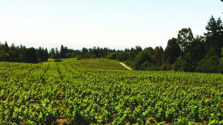 Beauregard Vineyards’ 2016 Zinfandel Pops with Wild Berry Flavor