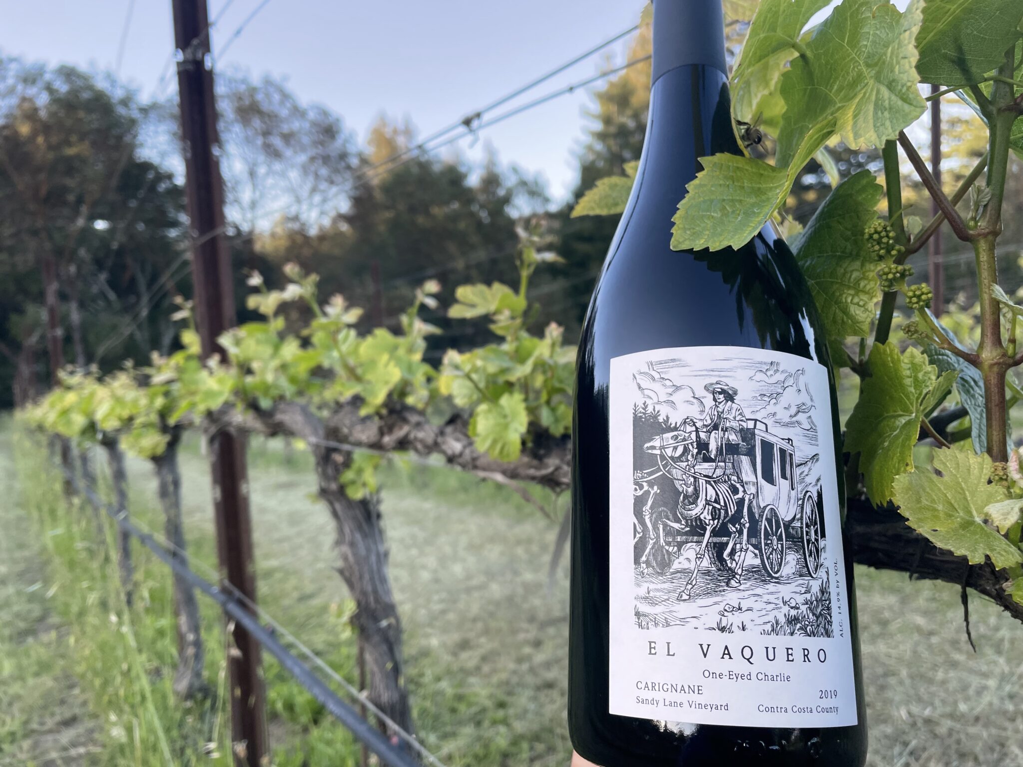 El Vaquero Winery’s 2019 Carignane is Tasty and Storyfilled Good Times