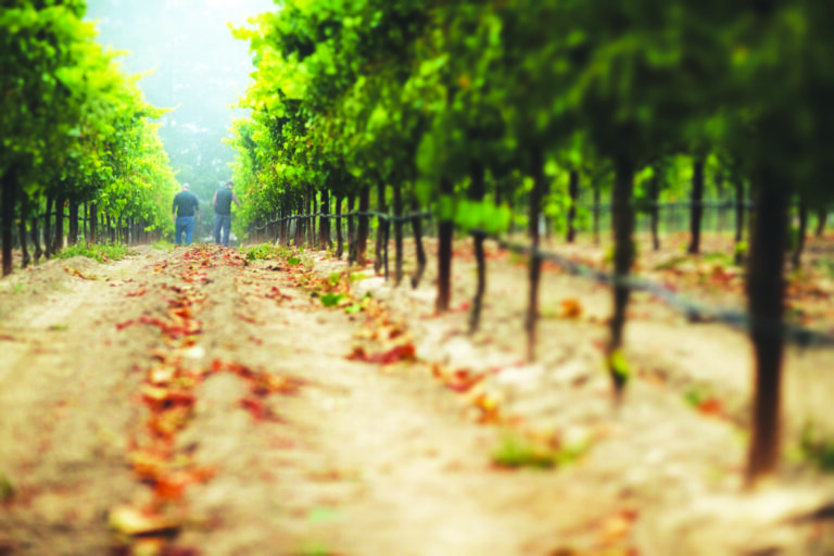 Balletto Vineyards’ 2019 Pinot Noir Delivers Depth and Distinction