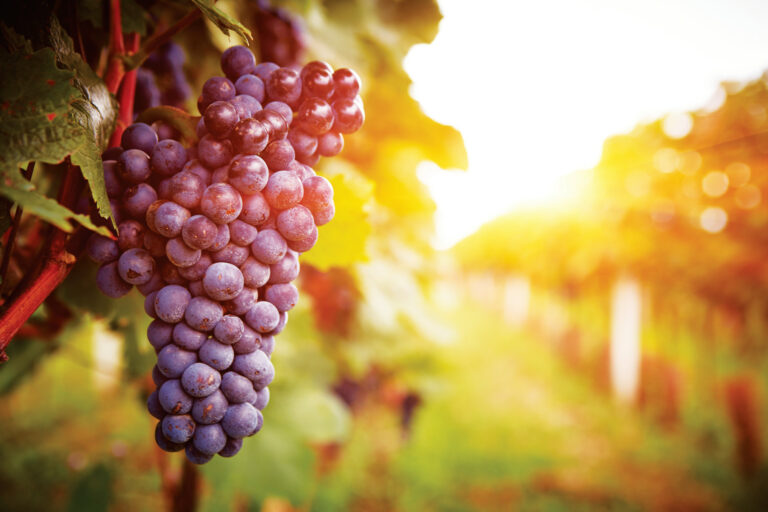 How Wildfire Smoke is Impacting Winemakers