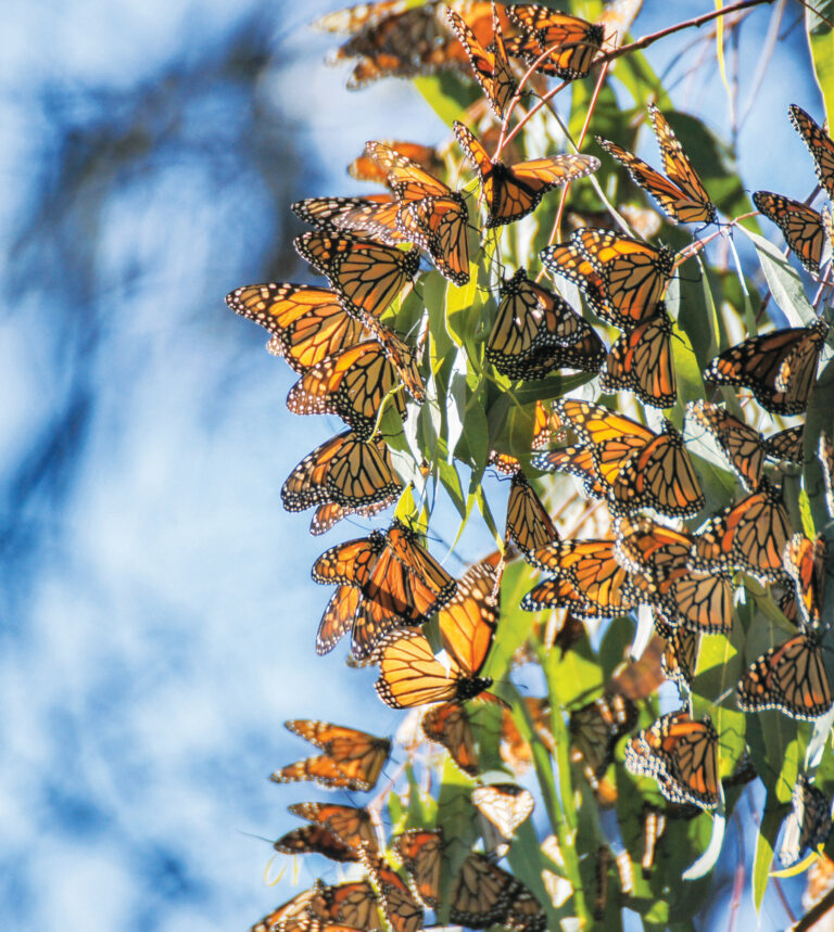 Controversial Monarch Butterfly Study Fuels Debate Over Protections