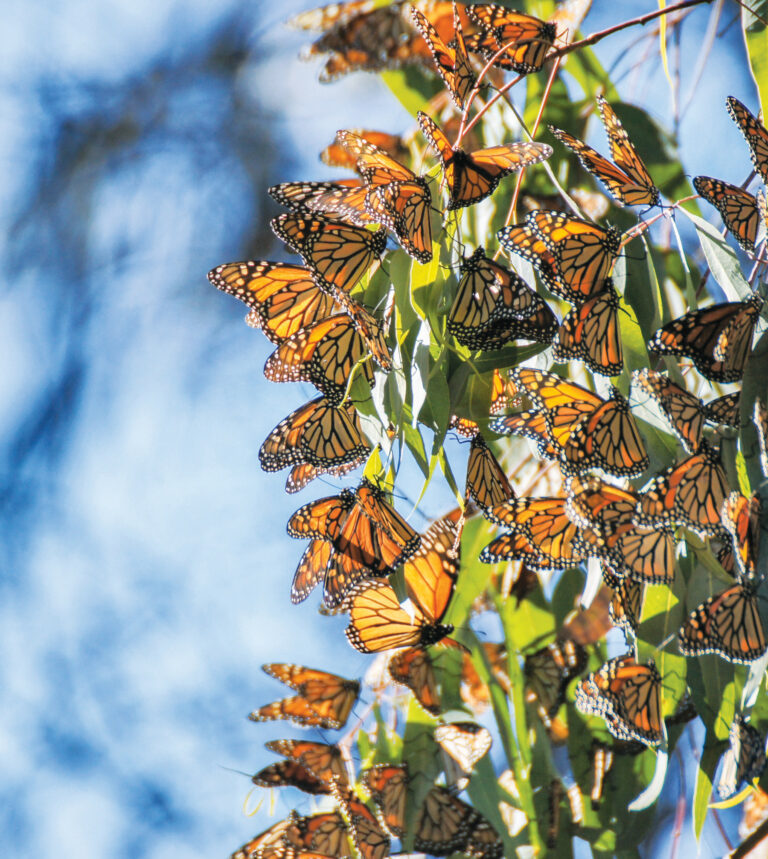 Letter to the Editor: A Letter from the Monarchs