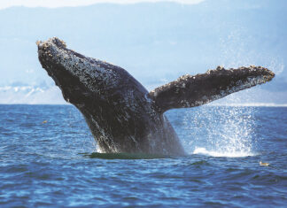 What the Monterey Bay National Marine Sanctuary’s 30th Anniversary Really Means