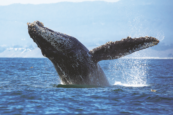 National Marine Sanctuaries Stamps