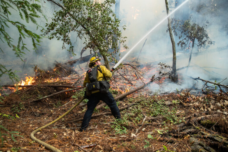 Two Years After CZU: Overhauling Undergrowth