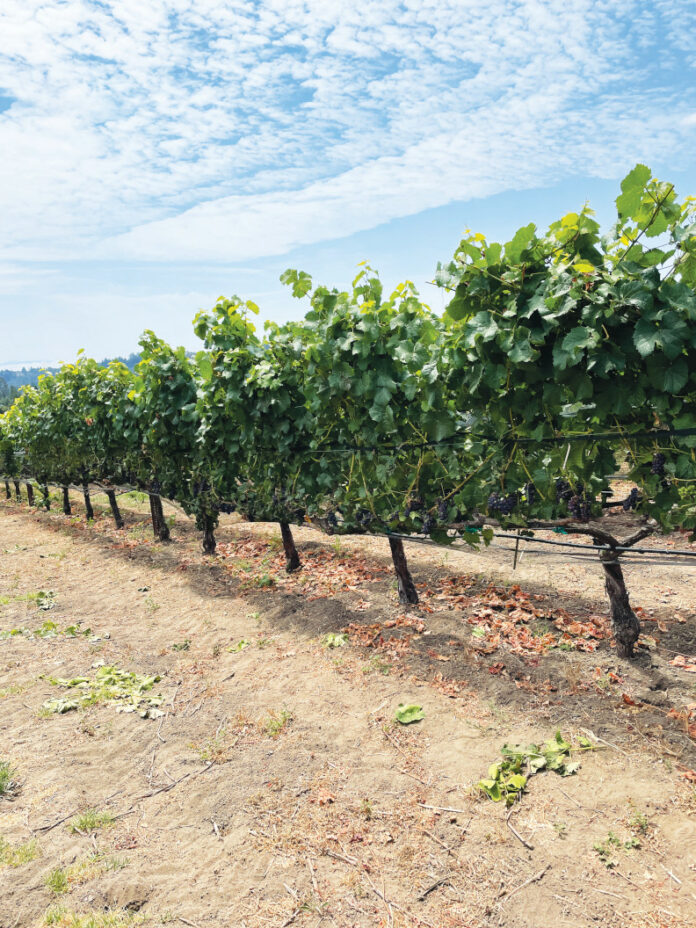 The Paring’s 2020 Sauvignon Blanc Erupts with Complexity