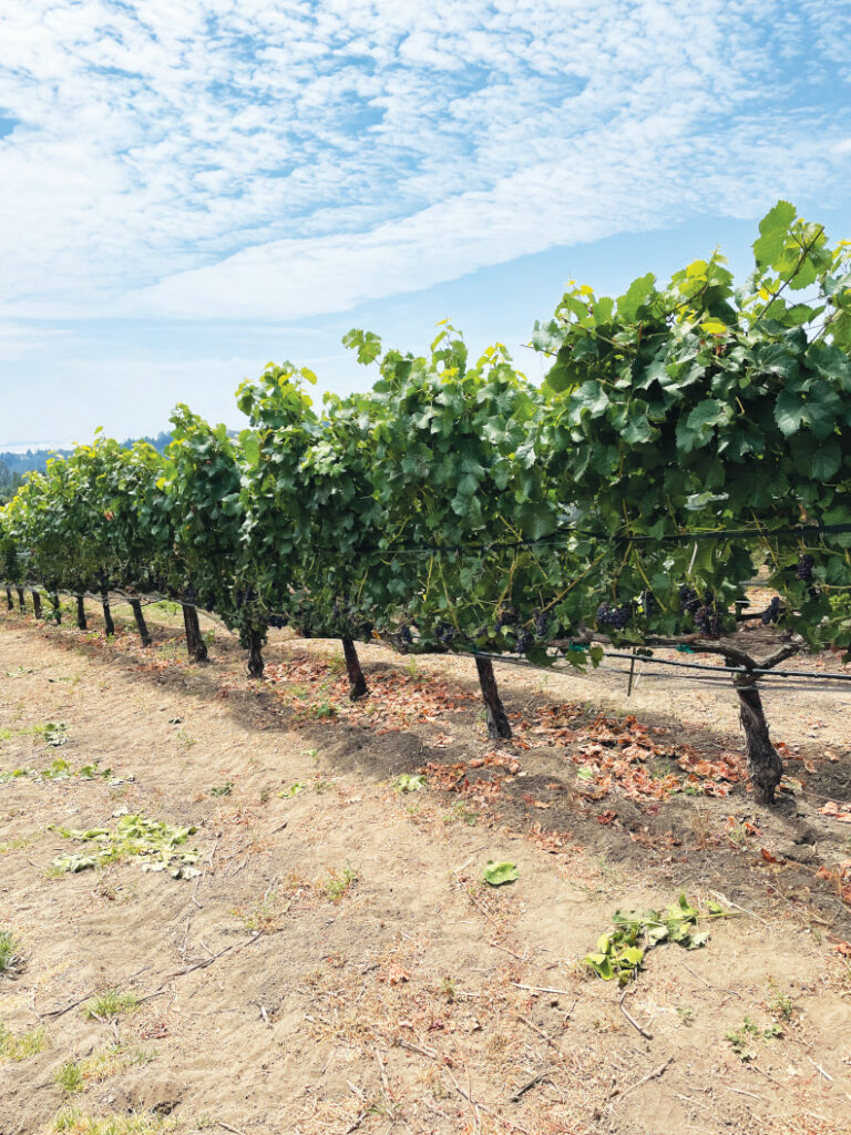 The Paring’s 2020 Sauvignon Blanc Erupts with Complexity