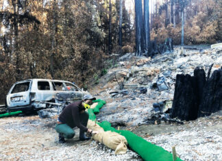 Two Years After CZU: How Science is Aiding Recovery and Prevention