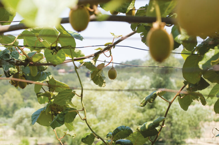 Tassajara’s 2020 Pinot Noir Scores Big