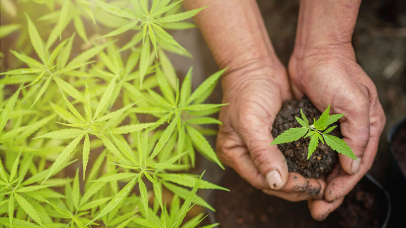 cannabis farming, Humboldt Cannabis, solful dispensary