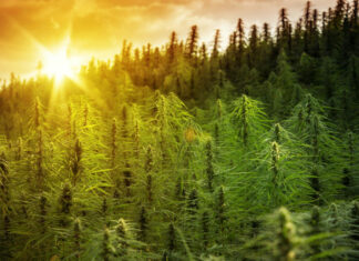 3 Reasons to Choose Humboldt Cannabis Humboldt Cannabis, solful dispensary